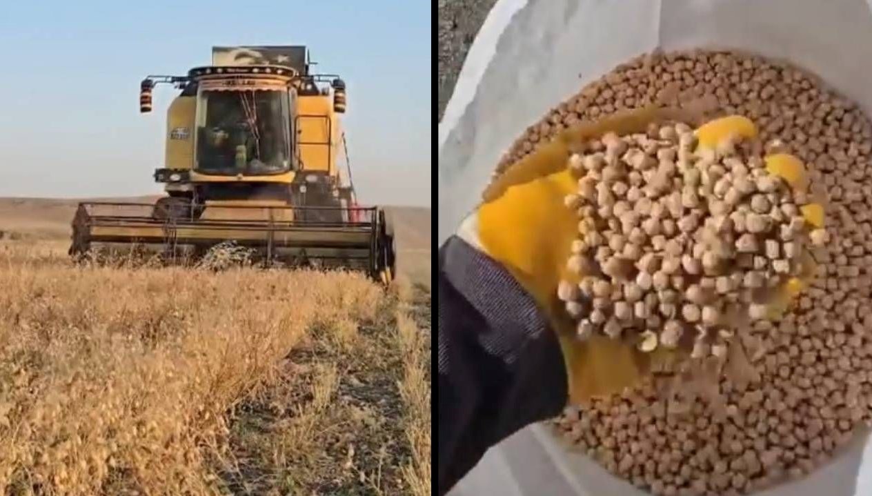 karsta nohut hasadi basladi dekar basina 100 150 kilo verim LZBrWQMV