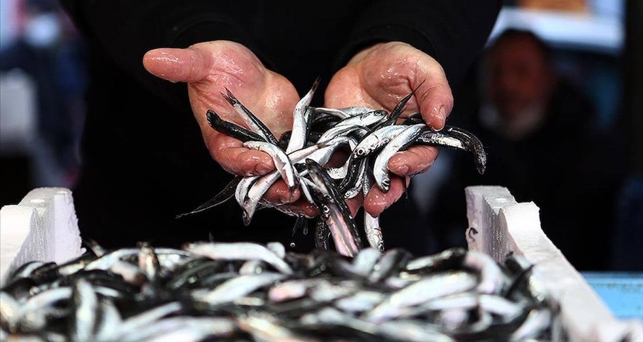 sofralara bir daha hamsi gelmeyebilir 9tgnwJrO