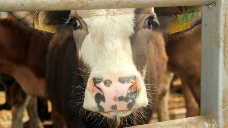 denizlide sap hastaligi alarmi bazi mahalleler karantinaya alindi 941gynR5.jpg