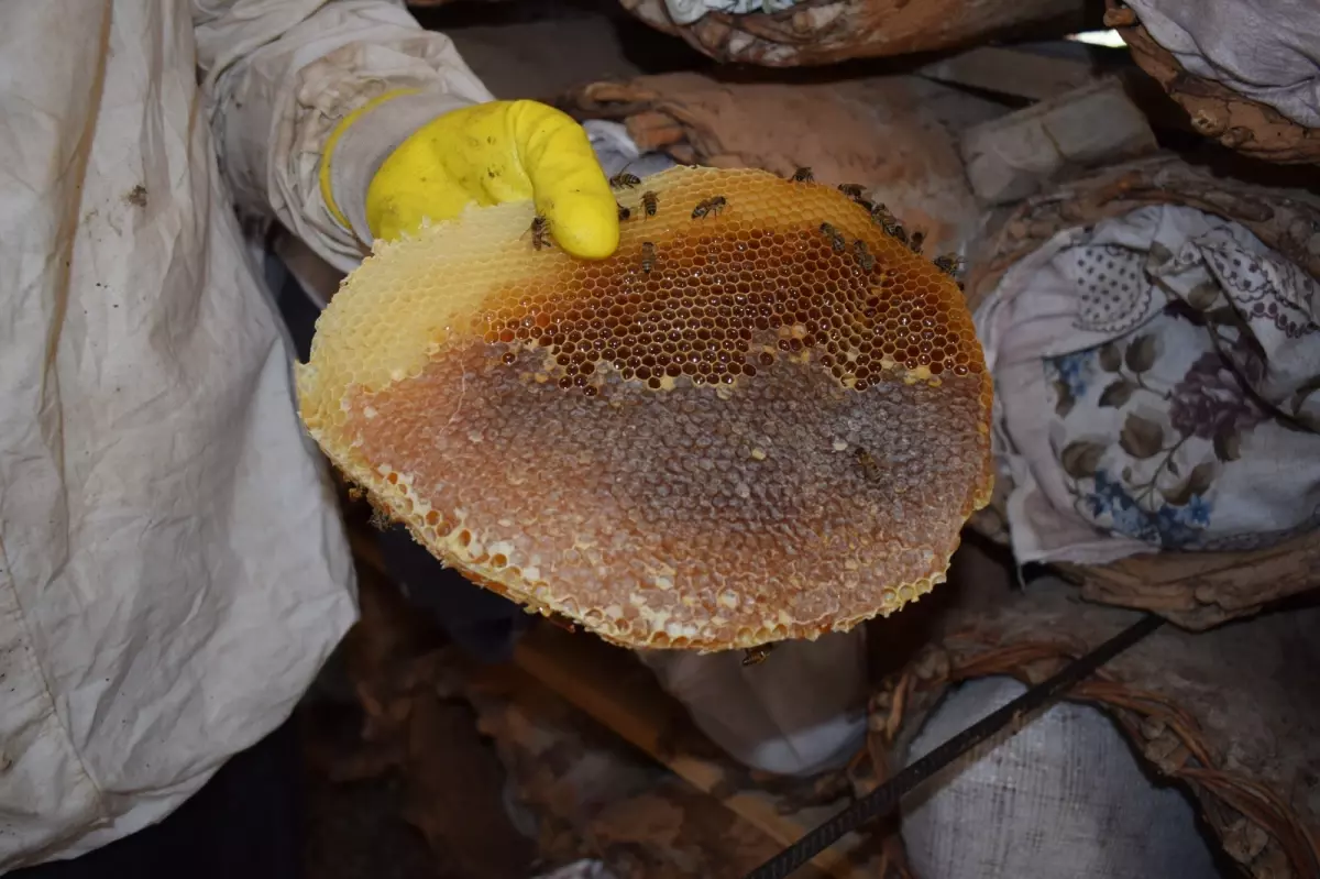 sasonda geleneksel kara kovan ariciligi RUMBseaQ