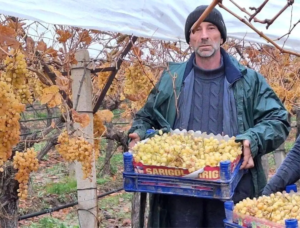 Sarıgöl’de Yeni Yılda Taze Üzüm Hasadı