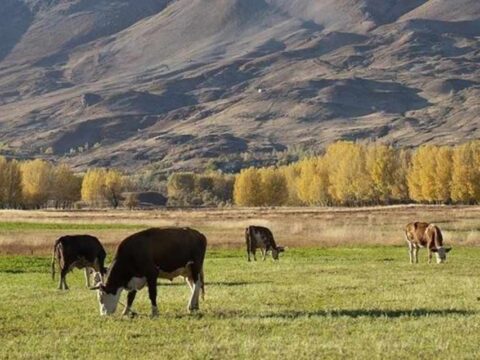 Yapay Zeka ile Hayvancılıkta Yeni Dönem: Sürü Yönetimi Artık Dijital