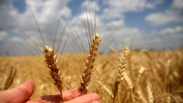 chpden-tmoya-bugdayda-alim-fiyati-cagrisi-en-az-25-lira-olmali-5fGRzr4b
