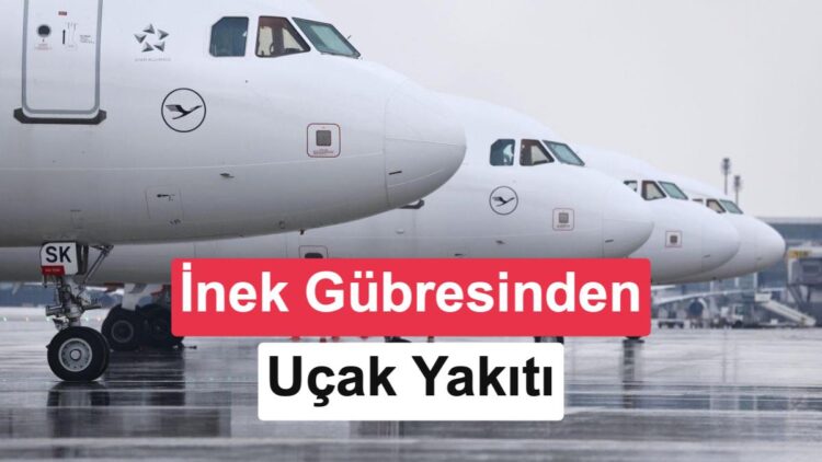 İnek gübresi jet yakıtına dönüşüyor!